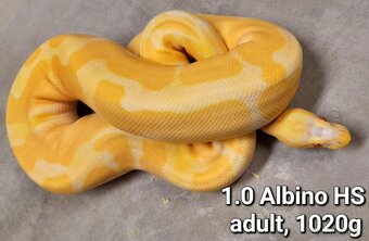 Krajta královská subadult a adult - 8