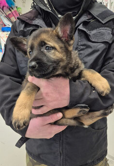 ŠTĚNĚ NĚMECKÝ OVČÁK - 8