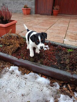 Jack Russel terier - 8