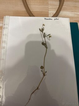 Herbář - 8