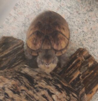 Klapavka obecná + vybavení. - 8