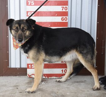 Erbo hledá domov - 8