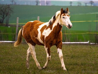 American Paint Horse - 8