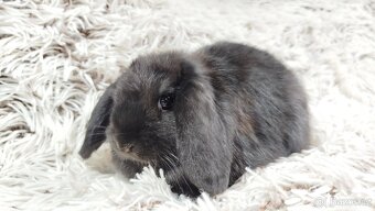 Zakrslý beránek, králíček, králík - BRUNO - 8