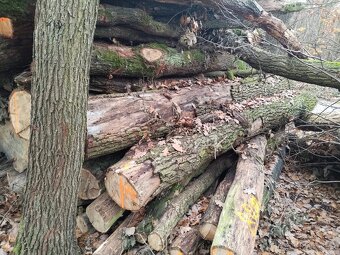 Palivové dřevo tvrdé - 8