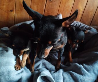 Pražský krysařík - štěňátka - 8