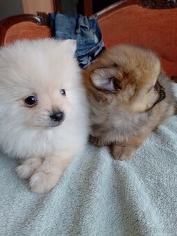 Pomeranian špic - 8