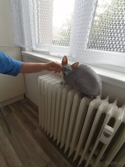 Kanadský sphynx - 8