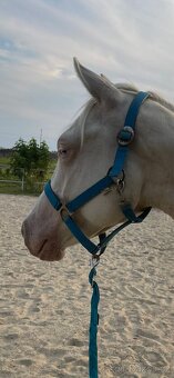 Prodám hřebečka AQH Cremello 2024 - 8