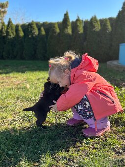 Labradorský retrívr s PP- kluci čokoládová - 8