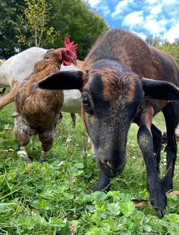 Kamerunska jehnička - 8