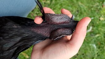Kohouti Ayam Cemani, Cemanky, Cemanské slepice - 8