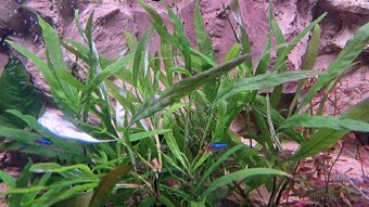 Akvarijní rostliny - 8