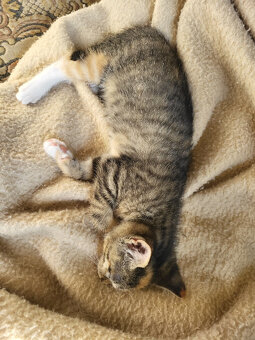 koťátka hezky vybarvená - 8