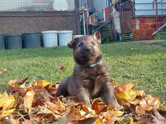 Německy ovčák s PP pracovní spojení -fena, pes - 8