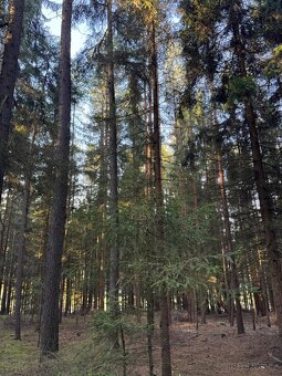 Prodej lesního pozemku k.ú. Havlovice - 8