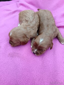 Cavapo, kavapo, cavapoo - 8
