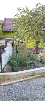Obří mrazuvzdorný bambus phyllostachys, Vsetín - 8