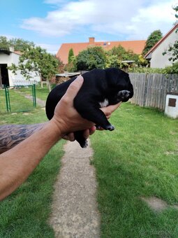 Cane corso - 8
