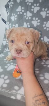 American bully micro/pocket - 8