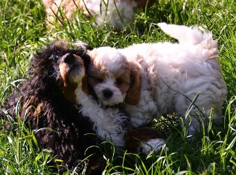 CAVAPOO štěňátka po zdravotně testovaných rodičích - 8