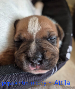 Stafordšírský bulteriér s pp - 8