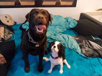 Labradorský retrívr s PP krytí - 8