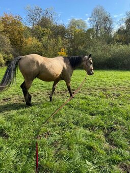 Prodám mladého valacha - 8