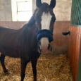 Sportovní pony kat. A - 8