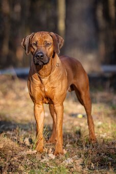 Rhodézský ridgeback s PP - 8