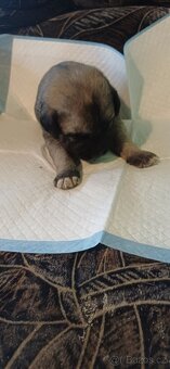 Štěňátka SAO - 8