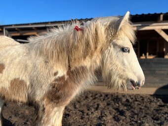 Irsky cob hrebecek - 8