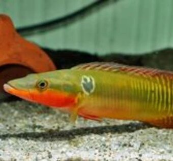 arapaima gigas+mix - 8