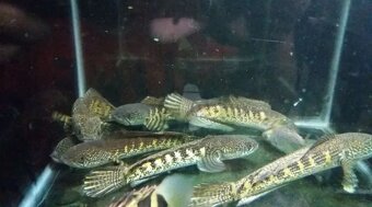 arapaima gigas+mix - 8