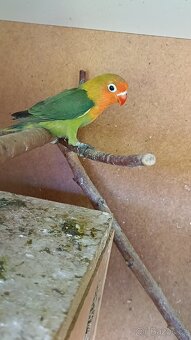 Agapornis - 8