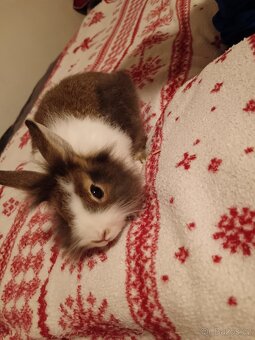 Zakrslý králík králíček Minilop, Lev - 8