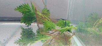 Guppy full red albino - 8