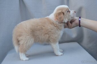 Border Kolie S PP - 8