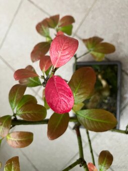 Bonsai, Bonsaj, jamadori, brslen evropský - 8