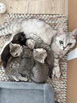 Britská koťata Whiskas - 8