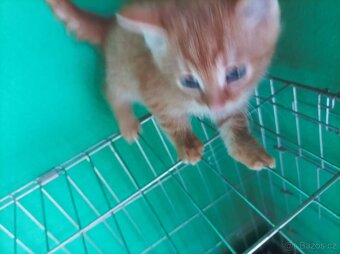 Koťata - 8