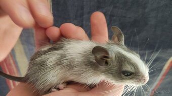 osmáčata osmák degu, myšáci - 8