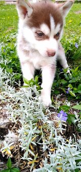 Sibirsky husky - 8