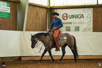 Nabídka připouštění AQH plemenným hřebcem - 8