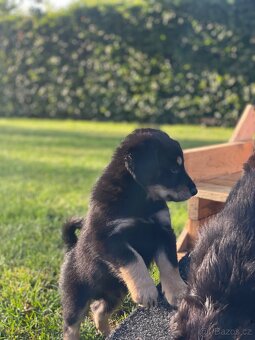 Šťeňátka křížence borderkolie a labradora - 8