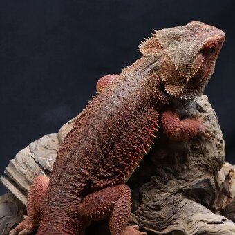 Agama vousatá - Coral - 8