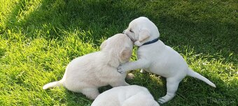 Štěňata labradora - 8