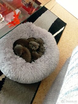 Skotská koťata, odběru. - 8
