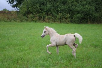 Luxusní welsh moutain pony - 8