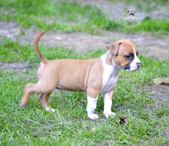 Americký stafordšírský teriér, pes po rodičích z USA - 8